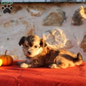 Uriella, Morkie / Yorktese Puppy